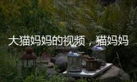 大貓媽媽的視頻，貓媽媽和小花貓