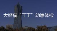 大熊貓“丁丁”幼崽體檢報告更新