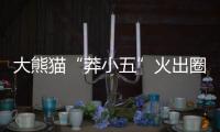 大熊貓“莽小五”火出圈，重慶多家知名企業拋出橄欖枝