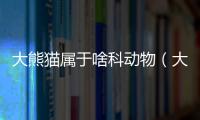 大熊貓屬于啥科動物（大熊貓屬于什么科動物）