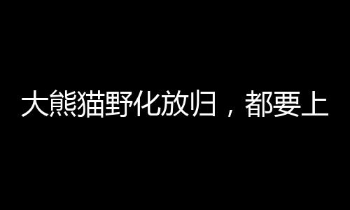 大熊貓野化放歸，都要上啥“培訓(xùn)課”？