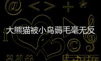 大熊貓被小鳥薅毛毫無反應淡定干飯：趁我還沒發飆趕緊跑！！