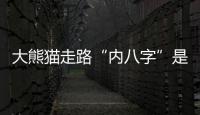 大熊貓走路“內八字”是怎么回事兒？
