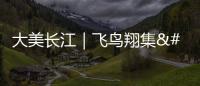 大美長江｜飛鳥翔集 野趣盎然 這里是上海崇明