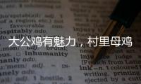 大公雞有魅力，村里母雞圍著轉，沒誰搭理小白雞，兩者對比太現實