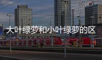 大葉綠蘿和小葉綠蘿的區別 大葉綠蘿和小葉綠蘿哪個好養
