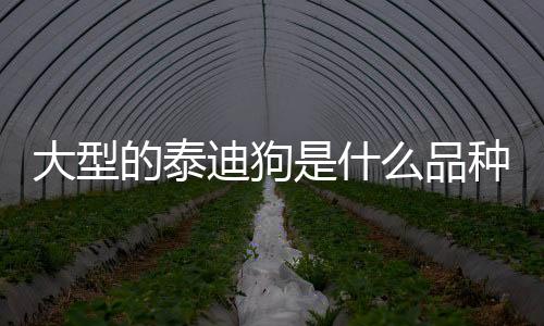 大型的泰迪狗是什么品種？ 大型泰迪犬