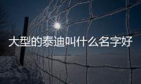大型的泰迪叫什么名字好聽？大型的泰迪是什么品種