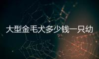 大型金毛犬多少錢(qián)一只幼崽(黑色金毛犬多少錢(qián)一只)