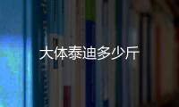 大體泰迪多少斤