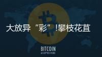 大放異“彩”!攀枝花苴卻硯享譽海內(nèi)外