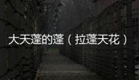 大天蓬的蓬（拉蓬天花）
