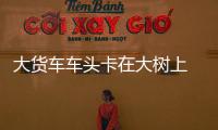 大貨車車頭卡在大樹上  警方介入調(diào)查