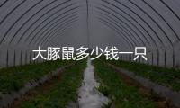大豚鼠多少錢一只