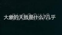 大象的天敵是什么?幾乎沒有天敵(最大克星是偷獵者)