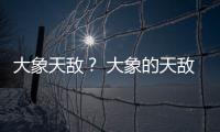 大象天敵？ 大象的天敵