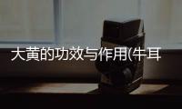 大黃的功效與作用(牛耳大黃的功效與作用)