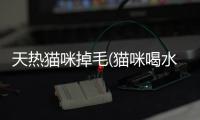 天熱貓咪掉毛(貓咪喝水次數變多)
