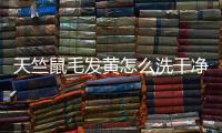 天竺鼠毛發黃怎么洗干凈(老大心態是什么意思)