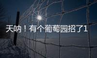 天吶！有個葡萄園招了1,000多只鴨子想干啥？