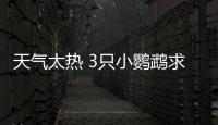 天氣太熱 3只小鸚鵡求助公路人要水喝