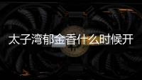 太子灣郁金香什么時候開花2024