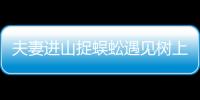 夫妻進山捉蜈蚣遇見樹上吊有風干男尸