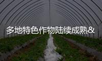 多地特色作物陸續成熟 特色種植讓群眾增收致富 助力鄉村振興
