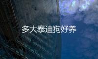 多大泰迪狗好養(yǎng)