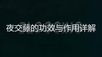 夜交藤的功效與作用詳解，夜交藤的使用方法和注意事項