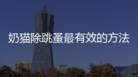 奶貓除跳蚤最有效的方法(喂貓沒有羊奶用什么代替)