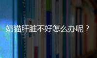 奶貓肝臟不好怎么辦呢？奶貓肝臟不好怎么辦吃什么藥