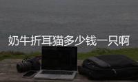 奶牛折耳貓多少錢一只啊？奶牛卷耳貓