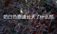 奶白色泰迪長大了什么顏色(剛出生白色泰迪長大什么顏色)