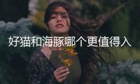 好貓和海豚哪個更值得入手？哪款評價更高？