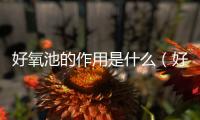 好氧池的作用是什么（好氧池和厭氧池的區別）