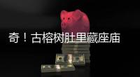 奇！古榕樹肚里藏座廟 位于石獅靈秀港塘村
