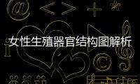 女性生殖器官結構圖解析,女性生殖器官常見問題解答