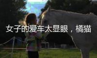 女子的愛車太顯眼，橘貓領著一大堆朋友來“蹭車”，還能有吃有喝