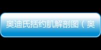 奧迪氏括約肌解剖圖（奧迪氏）