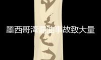 墨西哥灣漏油事故致大量動物慘死(組圖)