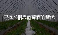 尋找長相思葡萄酒的替代品