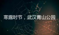 寒露時(shí)節(jié)，武漢青山公園的櫻花“罕見(jiàn)”開(kāi)了