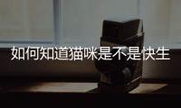 如何知道貓咪是不是快生了(如何看貓咪是不是懷孕)