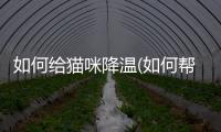 如何給貓咪降溫(如何幫貓咪降溫)