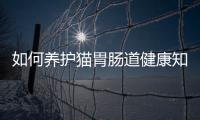 如何養(yǎng)護(hù)貓胃腸道健康知識(shí)講解有關(guān)如何養(yǎng)護(hù)貓胃腸道健康知識(shí)的詳細(xì)內(nèi)容