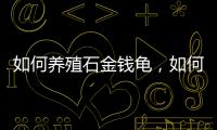 如何養殖石金錢龜，如何飼養？ 家養石金錢龜怎么養