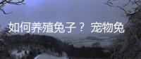 如何養殖兔子？ 寵物兔子養殖