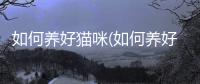 如何養好貓咪(如何養好一只貓咪)