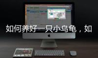 如何養好一只小烏龜，如何養一只小烏龜